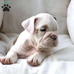 Maestro, English Bulldog Puppy